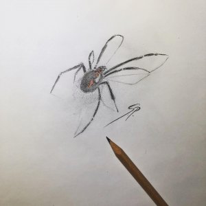 做瑜伽教练的双先生蜘蛛纹身手稿